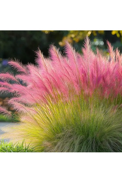 Пишні рожеві волоті Муленбергії